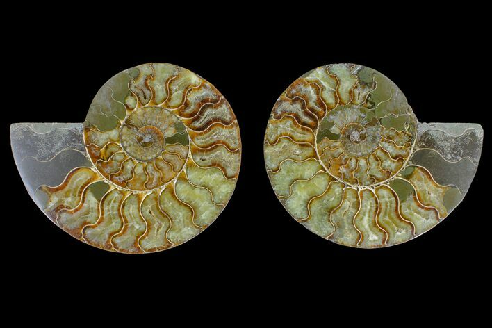 Agate Replaced Ammonite Fossil - Madagascar #166898
